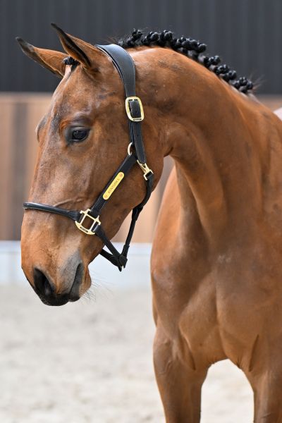 Applejack van de Zuuthoeve Z 1