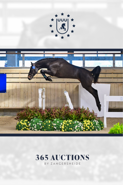 Chike van Koekenhuyze Z 2