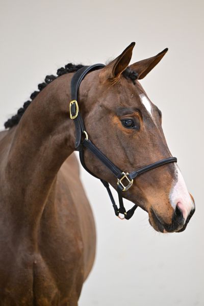 Rimrock de Bornival 1