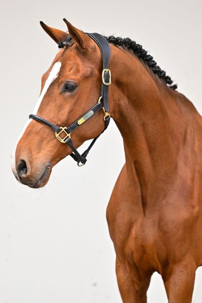 High Big Landa K Z 1