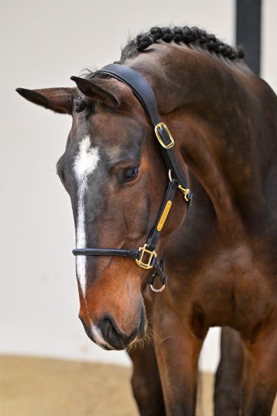 Flint de Bornival Z 1