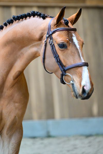 Chacco's Prins de Fradiliaus Z 1