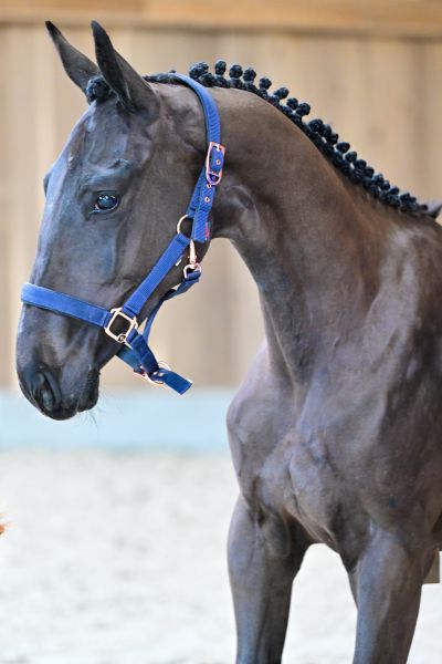 Tiny Tinker bell de la Dreve 1