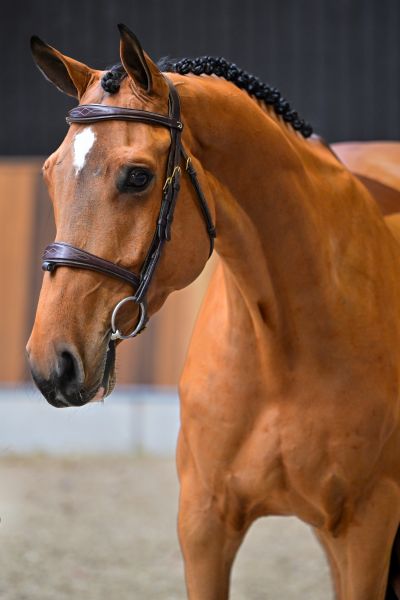 Cabalar 1