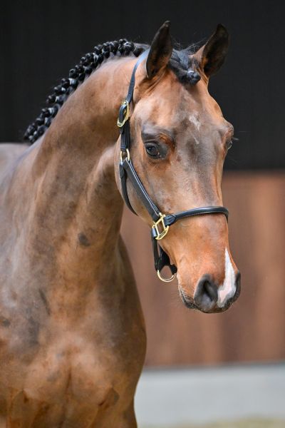 Chase vd Berghoeve Z 1