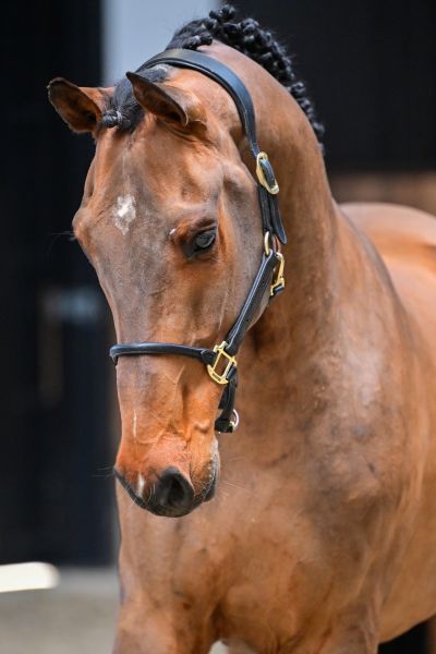 Caballo vd Berghoeve Z 1