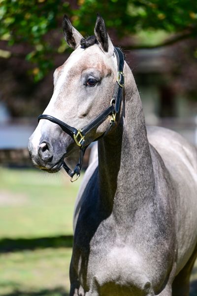 NUAGE DU BREUIL — Gelding · 3y