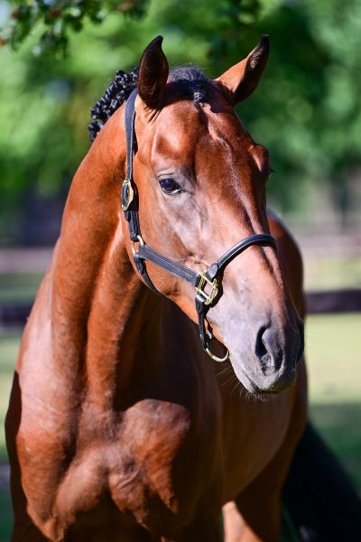 AXEL VD BISSCHOP — Stallion · 3y