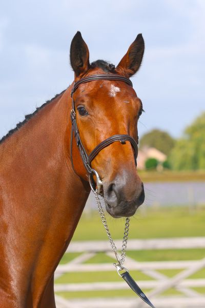 Constantine AE Z - 2