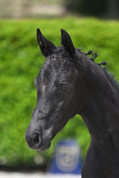 Panamarenko van Paebroek Z