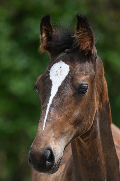 UNISTAR VT HOFVANDORSLAER Z