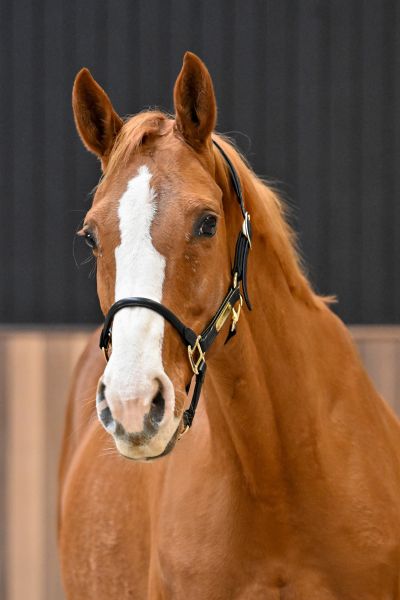 KARTOUSKA VAN DE PIETAKKER - 3