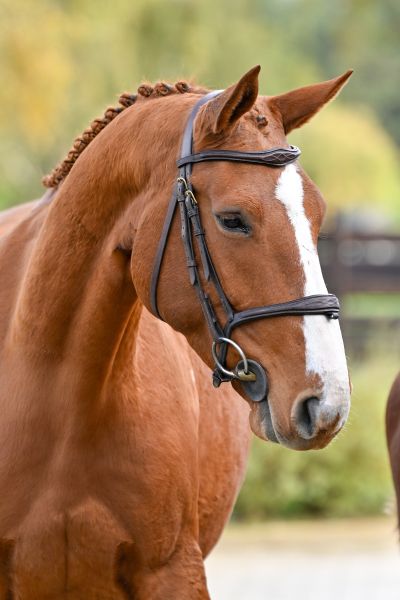 TRAMONTANA DI GIOIA - 2