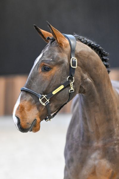 Harvey vd Berghoeve Z - 2