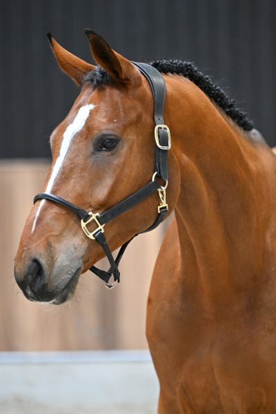 Nic Nac van Spalbeek Z - 2