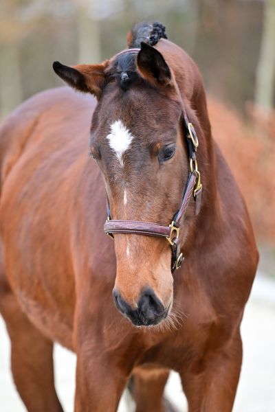 Elise du Maillet Z - 2
