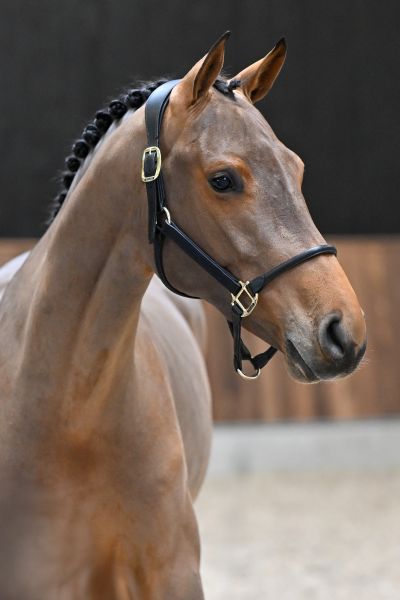 Condor Champ VR Z - 1