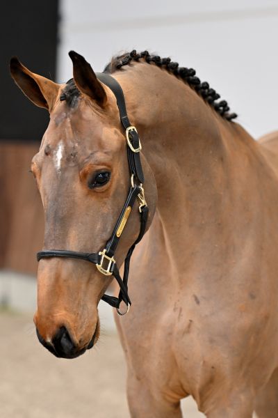 Chatman vd Berghoeve Z - 1