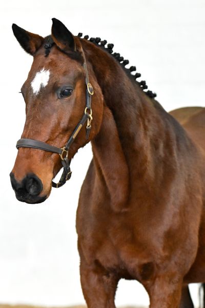 Orchidee van de Donkhoeve - 1