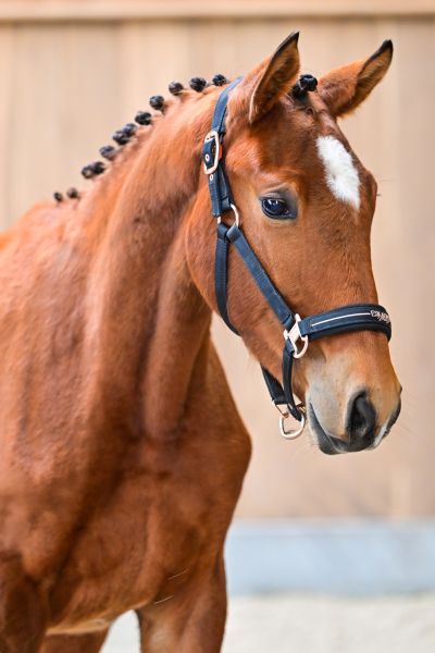 Bluesky de Quidray Z 1