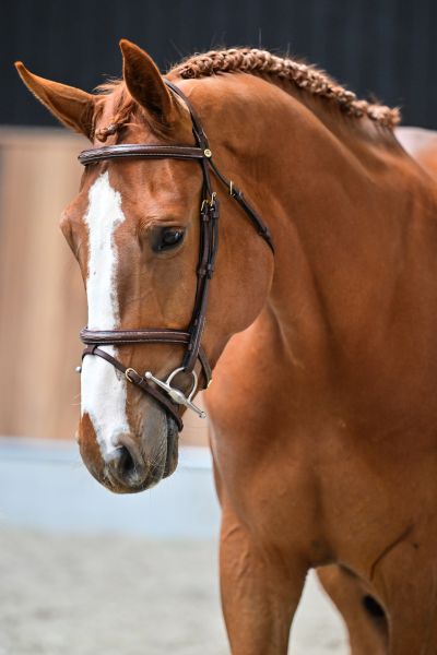 Enigma de la Marchette Z 1