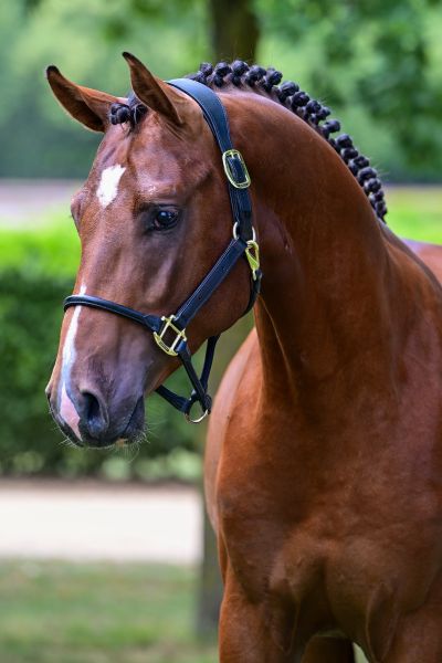 ARMIKATO VAN'T FLIEREN — Stallion · 3y