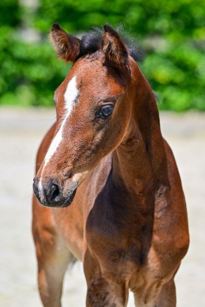 EW ERLKÖNIG Z — Stallion · 0y