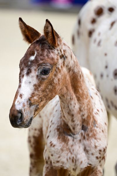 JAYA OF COCO Z — Mare · 0y