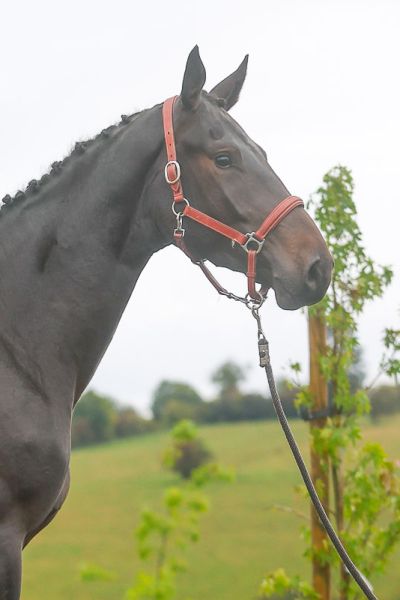 Quito de Nalonsart - 3