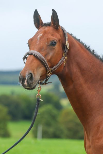 Quoeur de Brookline DS - 2