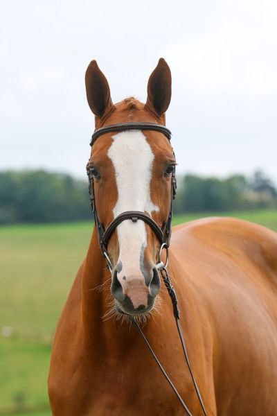 Alinix vd Kleijberg Z - 2