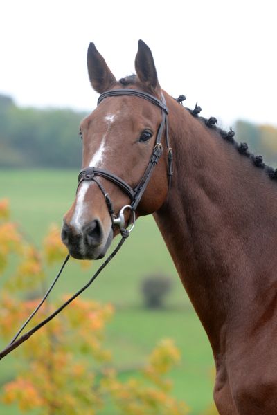 Calcifer de la Hart Z - 2