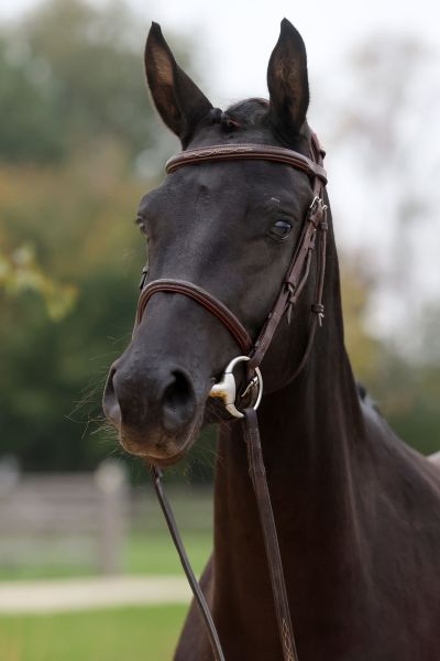 Valente van 't Prinsenveld Z - 4