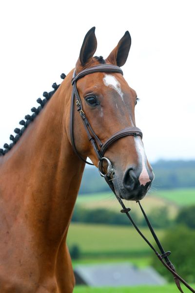 Pop Star HM du Menil