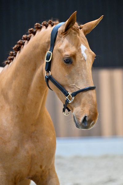 Chacondro-P van Kattenheye Z - 2