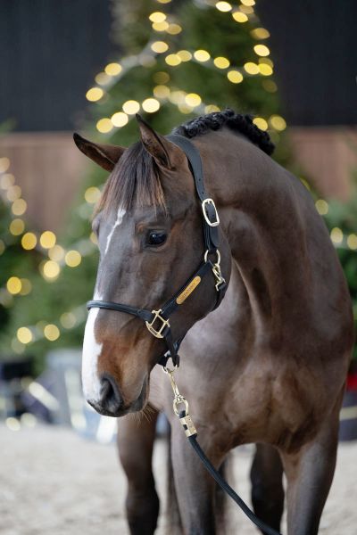 Clovis van de Meerdijk Z - 1