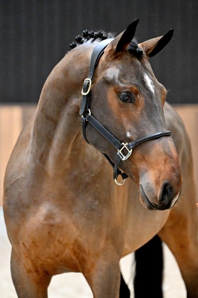 William di Jonella - 6