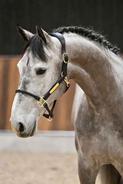 Askan van de Paardewinning Z - 2