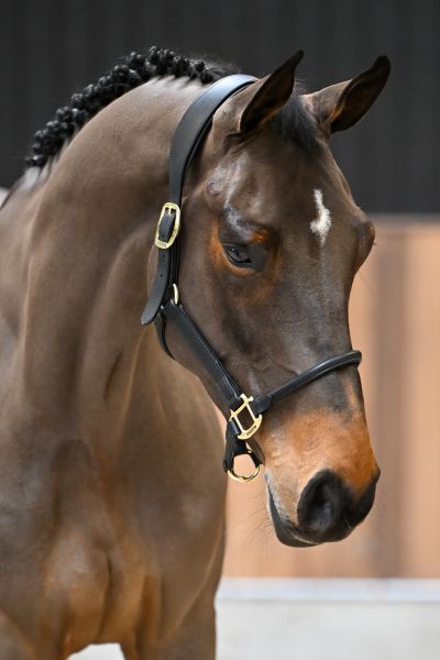 Usain van het Bokt - 2