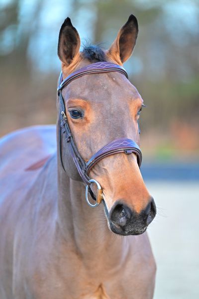 Caydine du Quesnoy Deresses Z - 2