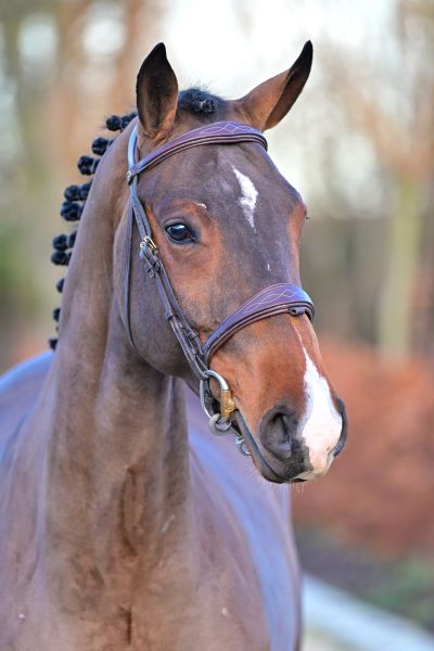 Quickly M du Caillou - 1