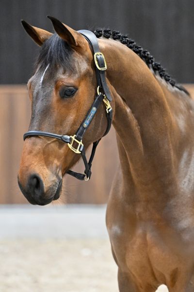 Canellou Axelhoeve Z - 1