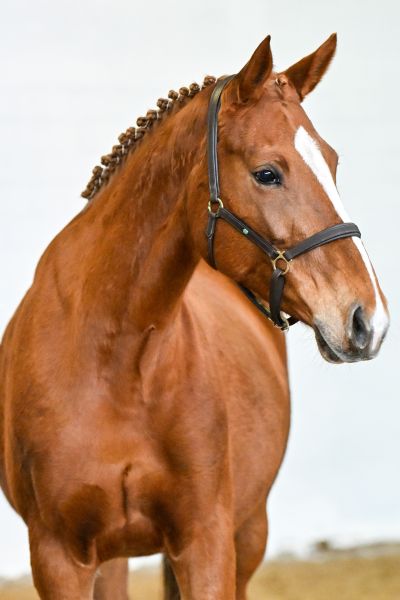 Goevernante van de Donkhoeve 1