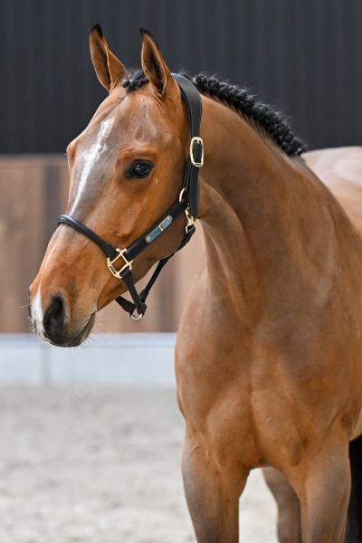 Cherry vd Withoeve Z 1