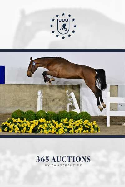 Dreamer van het Peggershof Z