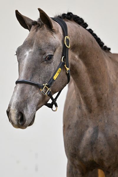 Cajun d&rsquo;archonfosse Z 1