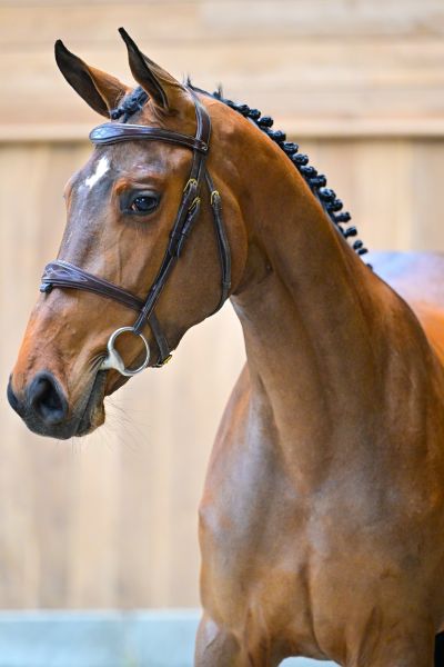 Dolor&egrave;s de Vill&eacute;e Z 1