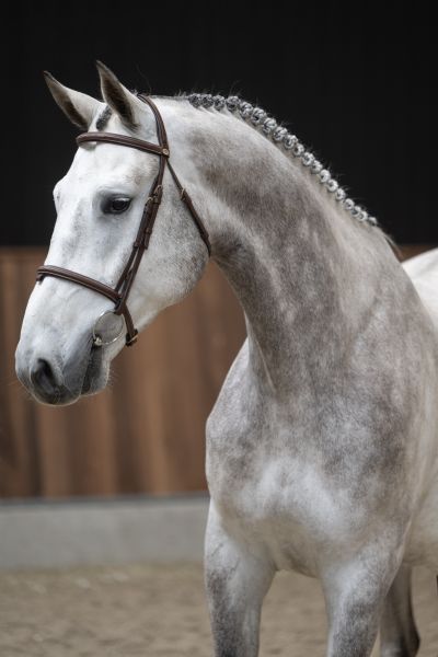 Cairo K van Kattenheye Z 1