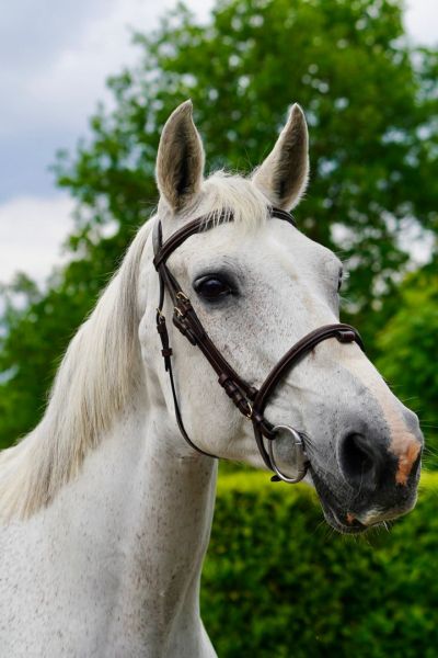 Queen de la Cour - 6