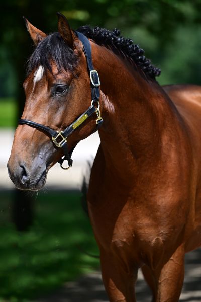 TOSCANE VAN DE HAGENHORST — Stallion · 3y